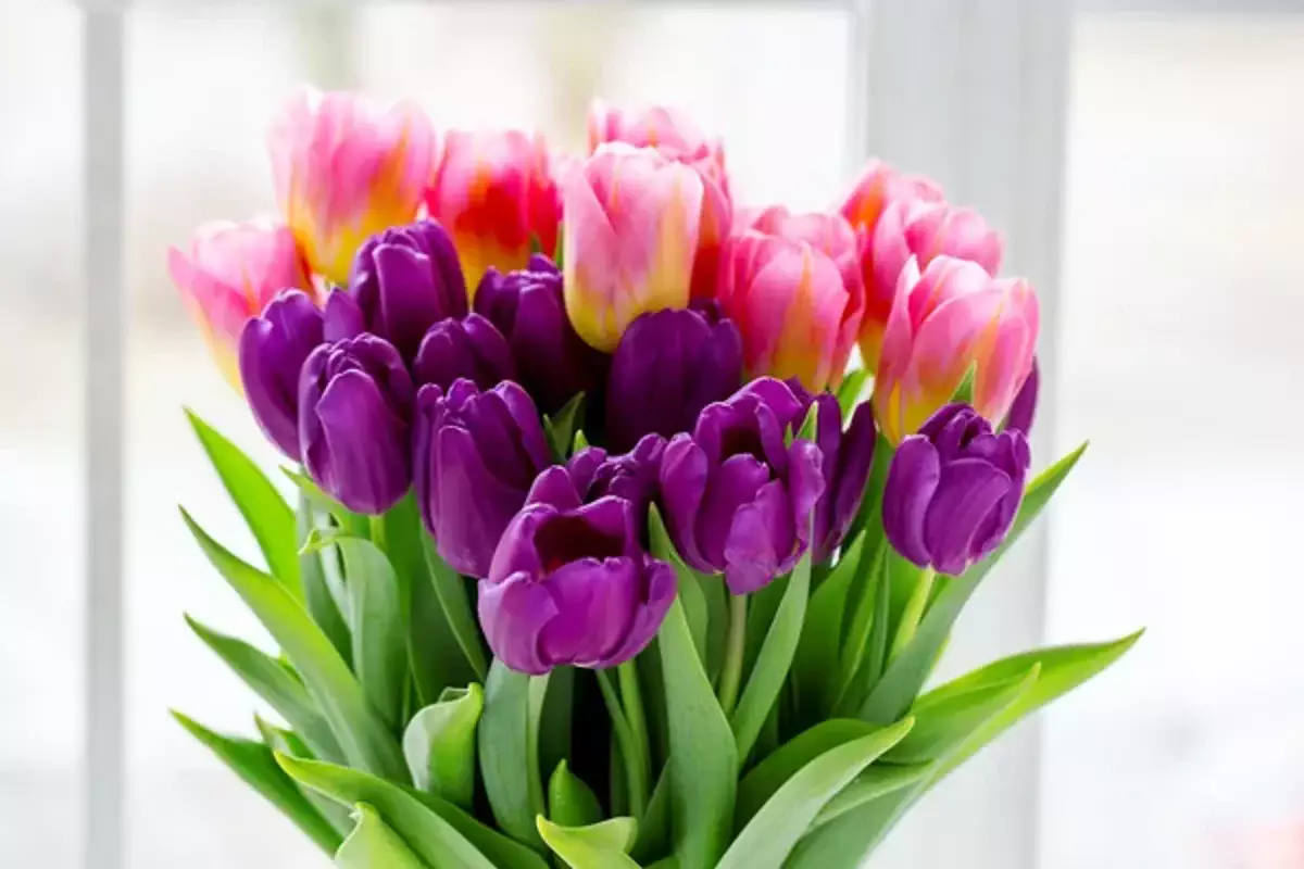 Алаяқтардың жаңа айласы: 8 наурыз қарсаңында арзан гүлге алданбаңыз