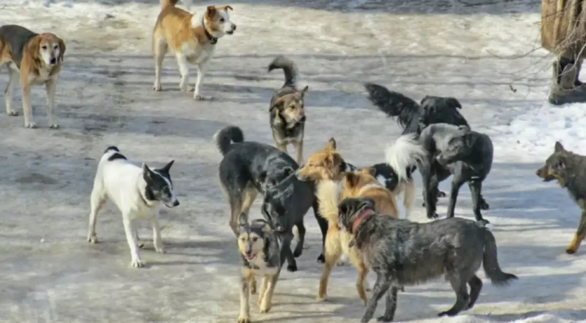 Петропавлда қаңғыбас иттер көбейді: ата-аналар балаларын мектепке жалғыз жіберуге қорқады