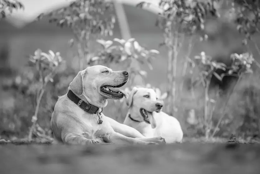 Петропавлда қаңғыбас иттер көбейді: ата-аналар дабыл қағуда