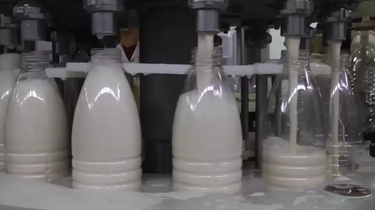 ШҚО-да сүт өндіру көлемі 36 пайыз артады