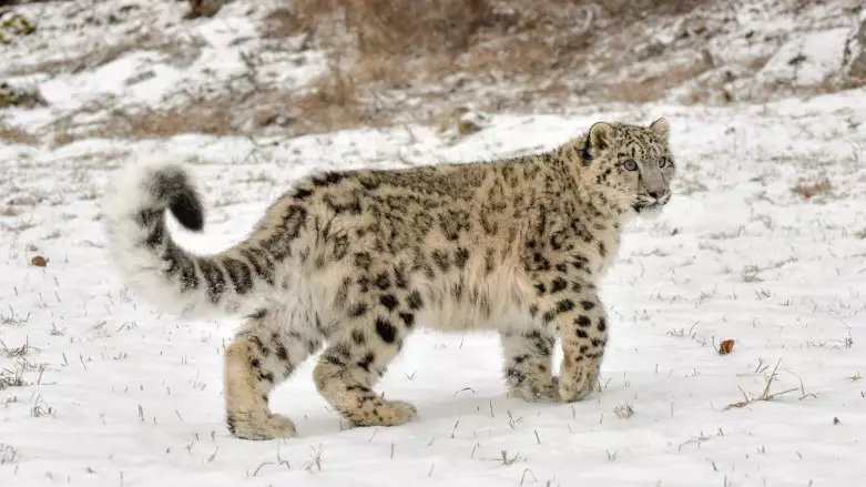 В Алматинском заповеднике сняли на видео игривых детёнышей снежного барса