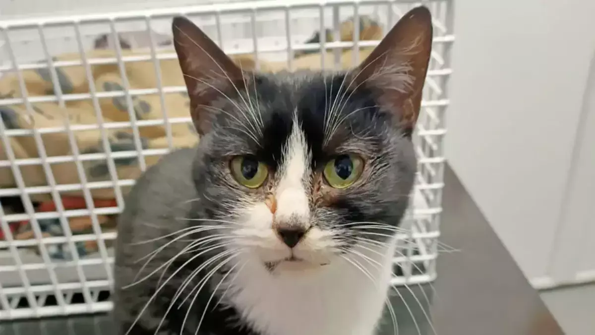 Невероятная история выживания: кошка прокатилась 25 километров в моторном отсеке - новости на Lada.kz 26.02.2026