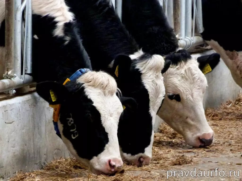 Россельхознадзор отреагировал на запрет Казахстана ввозить уральскую продукцию.