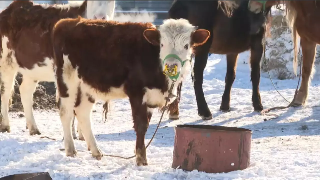 Малдың темір жолға шығып кетуінен пойыздар тоқтап қалып жатыр