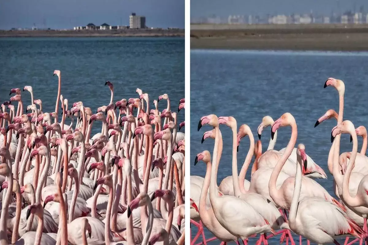 В Актау прилетела первая стая розовых фламинго