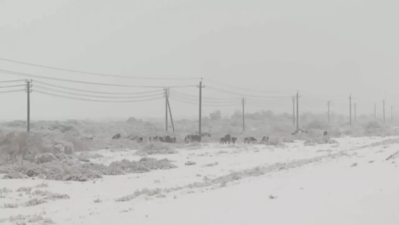 ДТП с участием животных участились в Кызылординской области