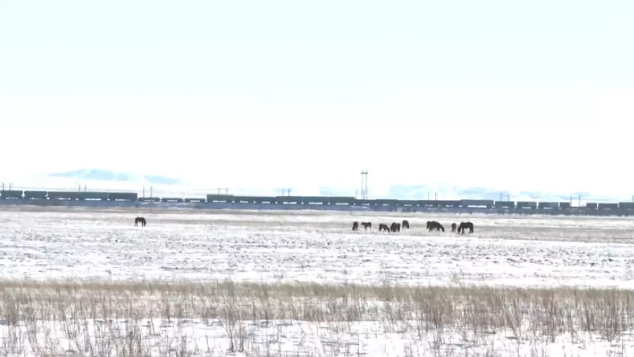 Скот гибнет под колесами поездов в Ерейментау