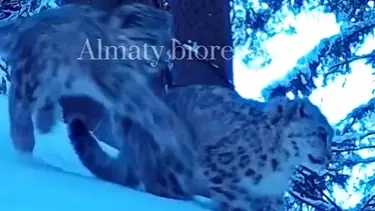 Алматы қорығында ойнап жүрген аландар фототұзаққа түсіп қалды