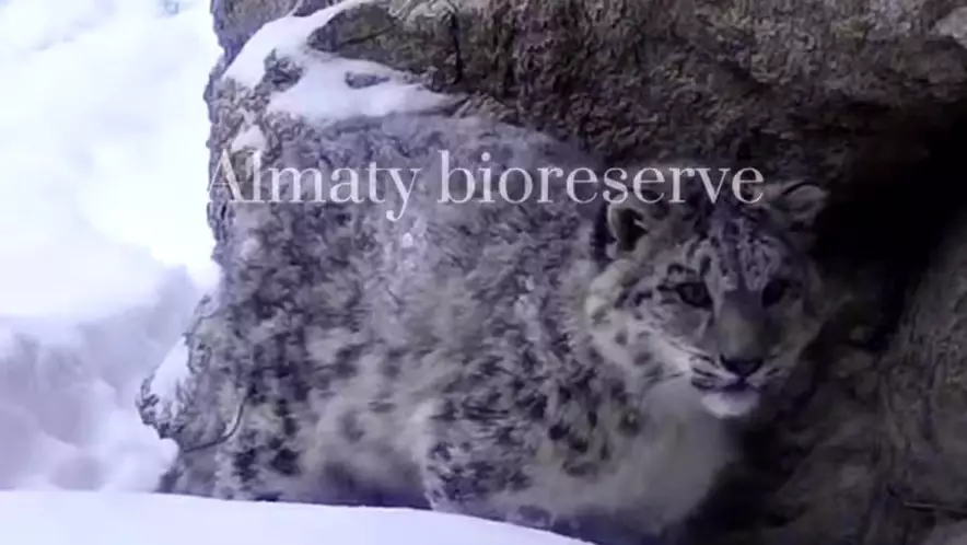 В Алматинском государственном природном заповеднике запечатлели играющих детёнышей снежного барса