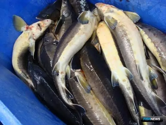 Казахстан борется с нелегальной рыбой при помощи цифровых технологий.