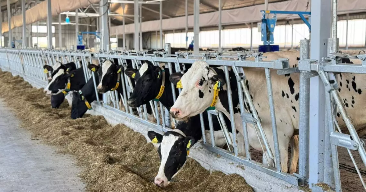  ШҚО-да 600 басқа арналған сүт-тауарлы фермасы іске қосылады 