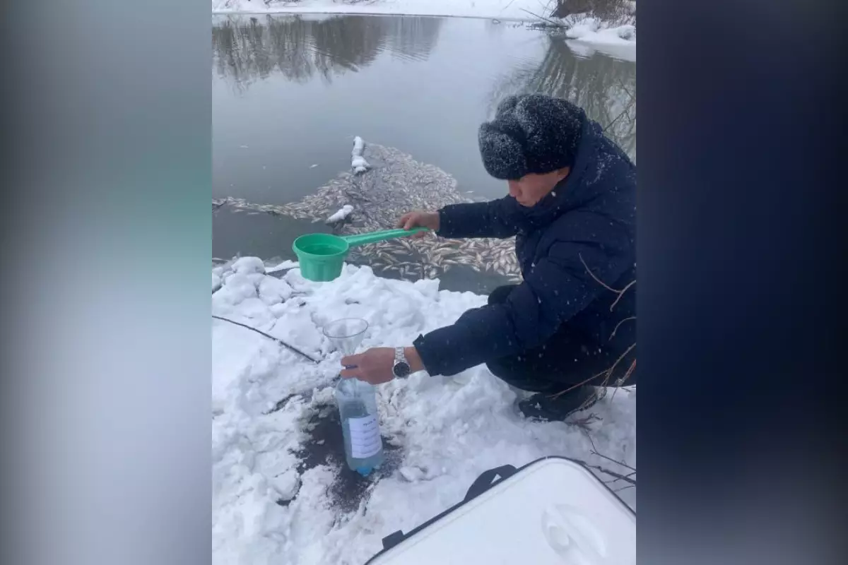 Гибель рыбы в реке Айдабулка: спиртзавод оштрафован на 21,3 млн тенге