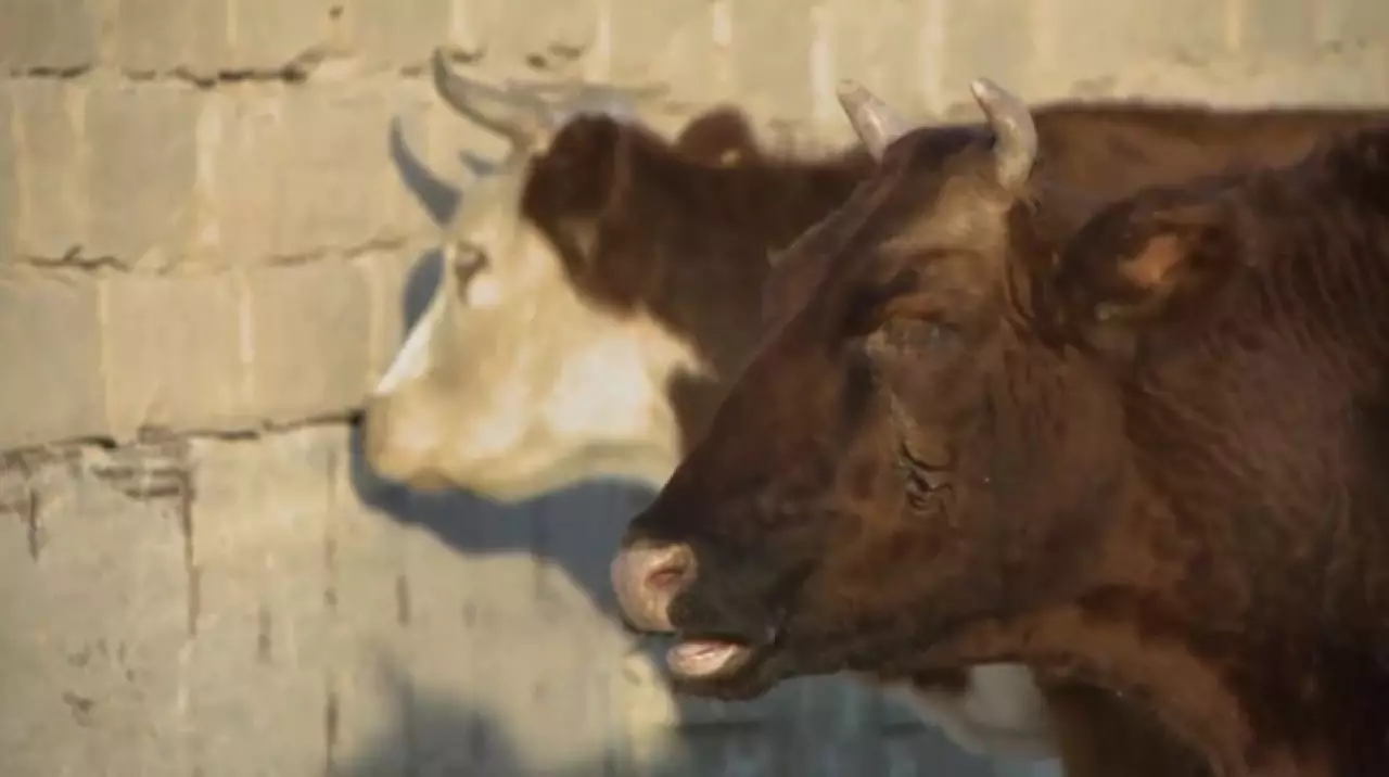 Заболевшего сибирской язвой выявили в Шымкенте