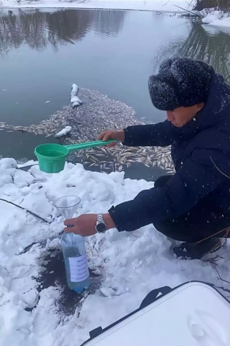 Загрязнение реки и гибель рыбы: спиртзавод оштрафовали в Акмолинской области