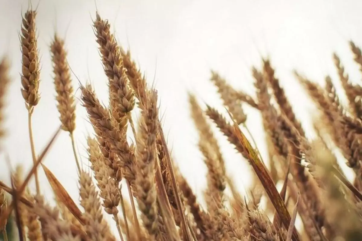 Казахстан не планирует вводить запрет на импорт зерна из России в 2026 году 