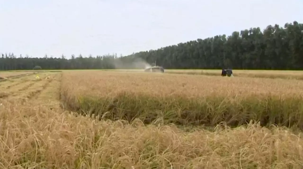 Выявлен ген для повышения урожайности риса