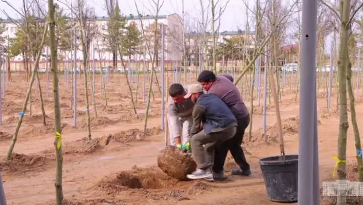 В Ташкенте создают питомник климатически устойчивых деревьев