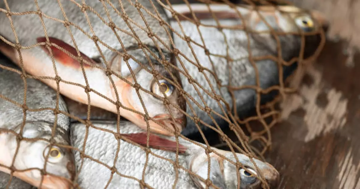   Алматы облысында браконьерлік пен заңсыз қару сақтау бойынша 6 қылмыстық іс қозғалды   