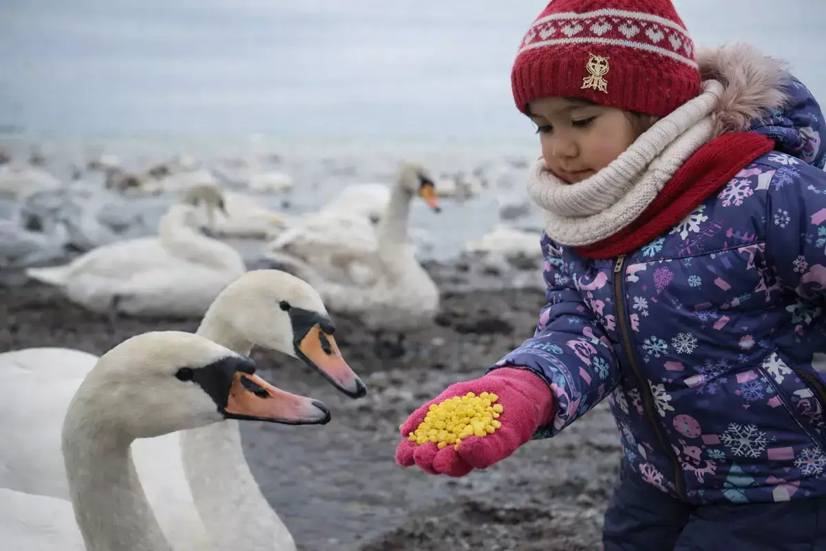 Почему лебеди заполонили Актау и стоит ли бить тревогу? - новости на Lada.kz 28.02.2026