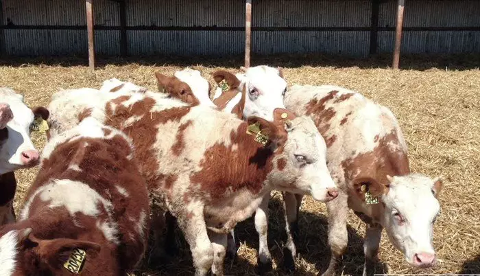 Казахстан ограничил ввоз и транзит российского мяса