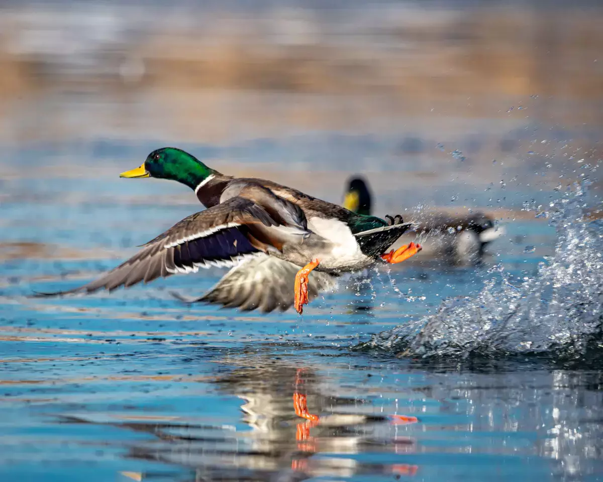 В Мангистау открывается сезон охоты на селезня - новости на Lada.kz 01.03.2026