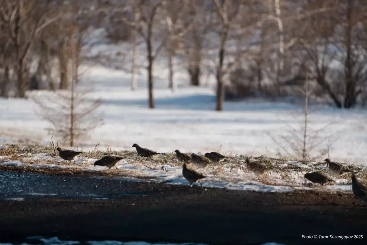 Контрасты марта: Казахстан накрыли морозы, метели и весенние дожди