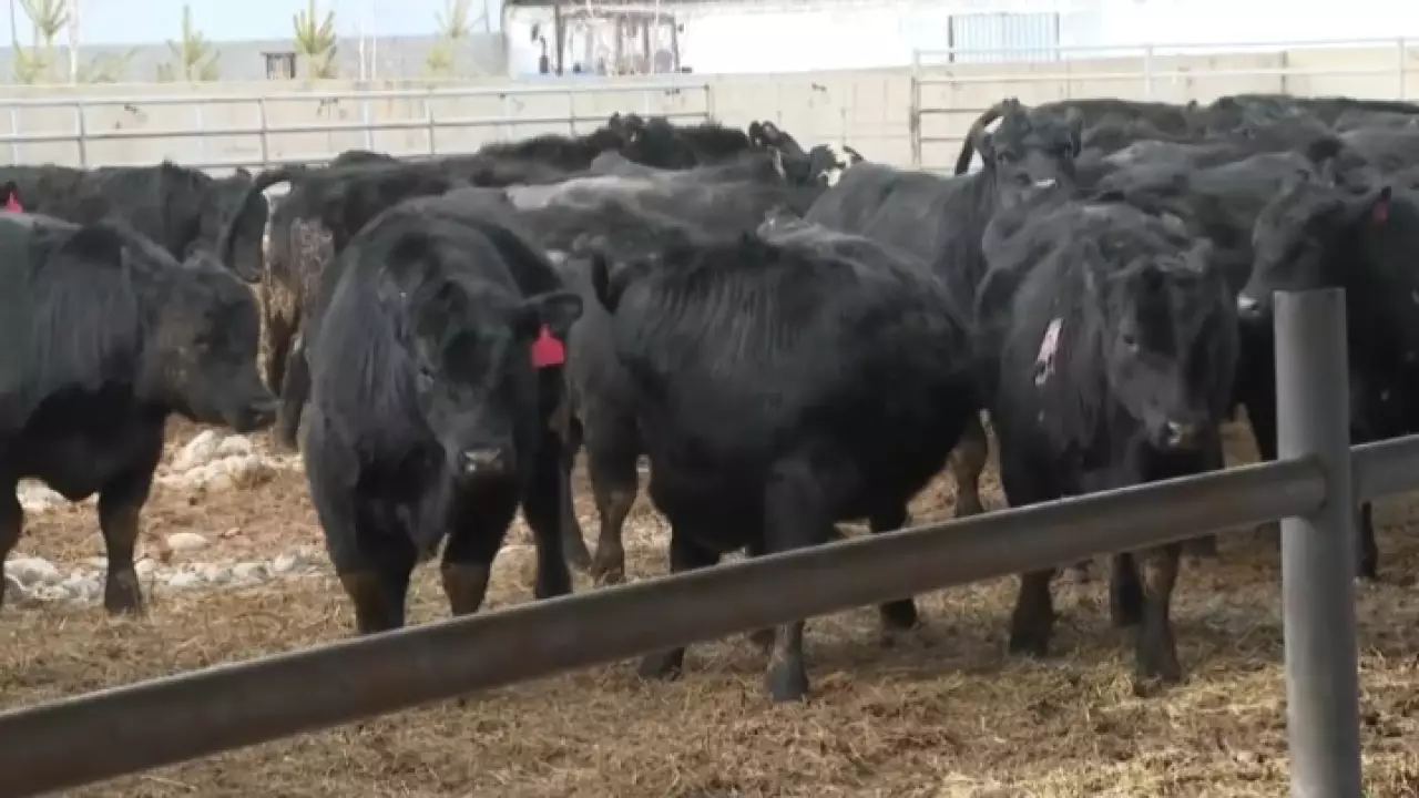 Мясное животноводство активно развивают в Жетысу