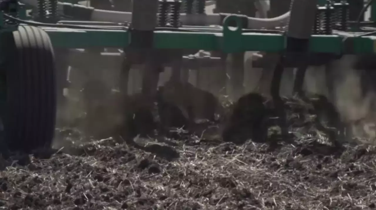 Площадь посевов в Казахстане вырастет до 24 млн га