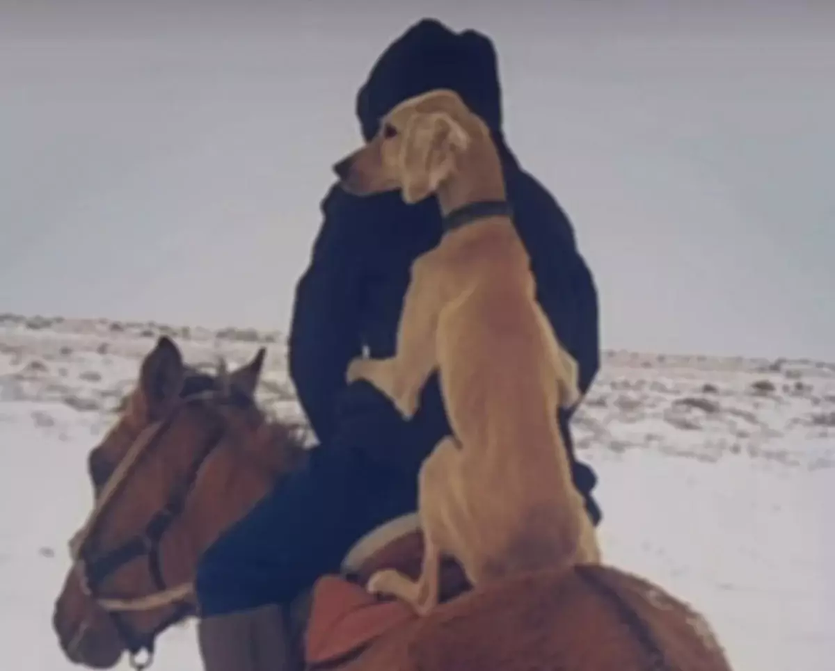 Собака породы тазы, любящая ездить верхом на лошадях, покорила соцсети