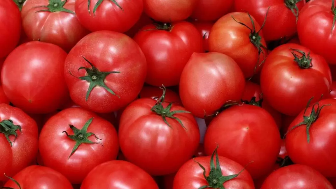 Ресейден әкелінген қызанақтан зиян вирус табылды