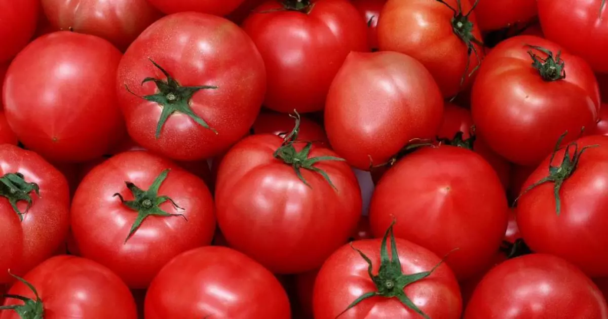   Қызанақ тұқымдарының арасынан карантиндік вирус анықталды   