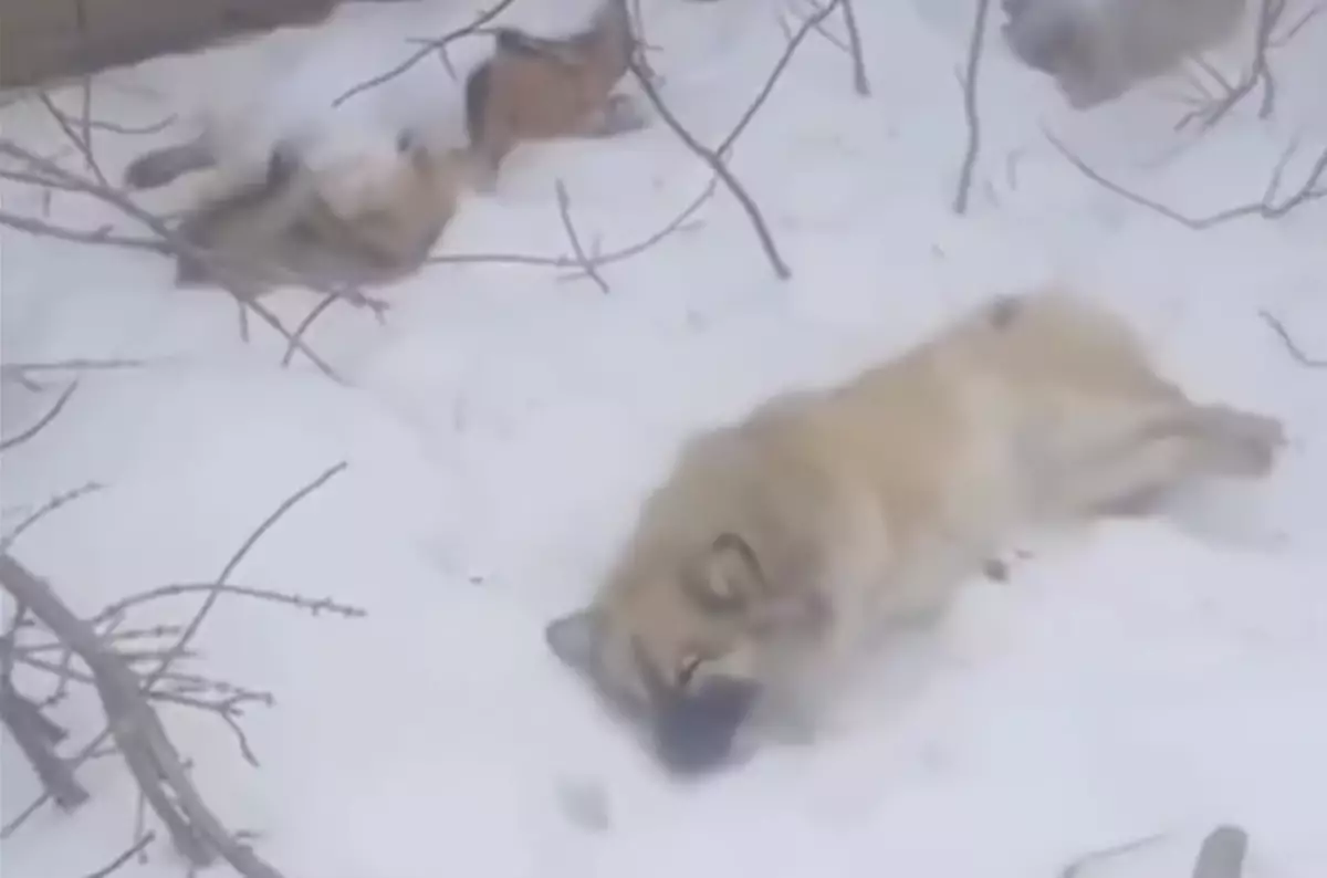 Ақтөбеде иттерді атып, өлексесін гараж маңына тастап кеткен