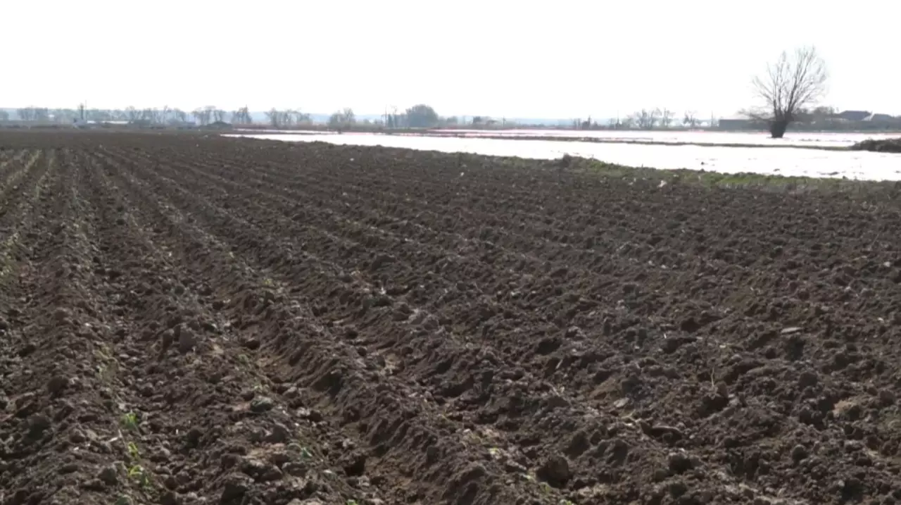 Оңтүстікте көктемгі дала жұмыстары қарқынды жүріп жатыр