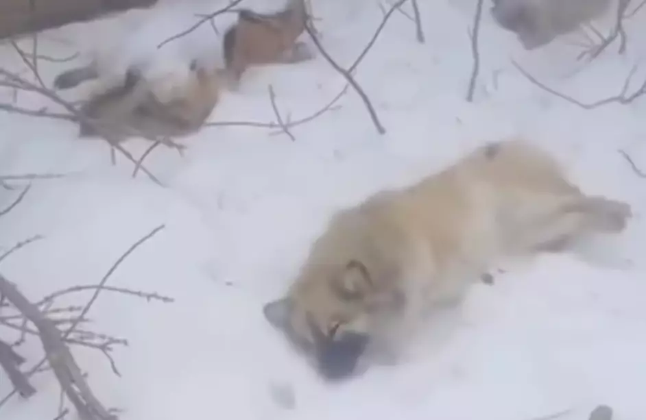 «Санитарлық қауіпсіздікке қатер»: Ақтөбеде иттердің өлексесі шашылып жатыр