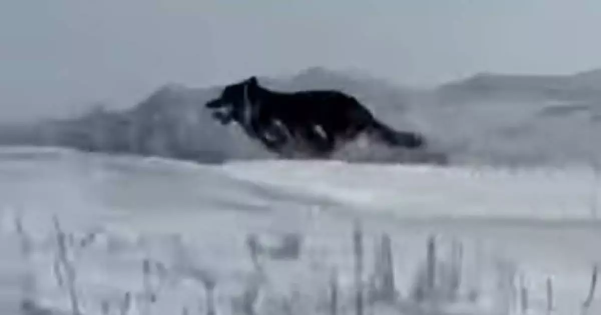  ШҚО-да аңшылар сирек кездесетін қара түсті қасқырды атып тастады 