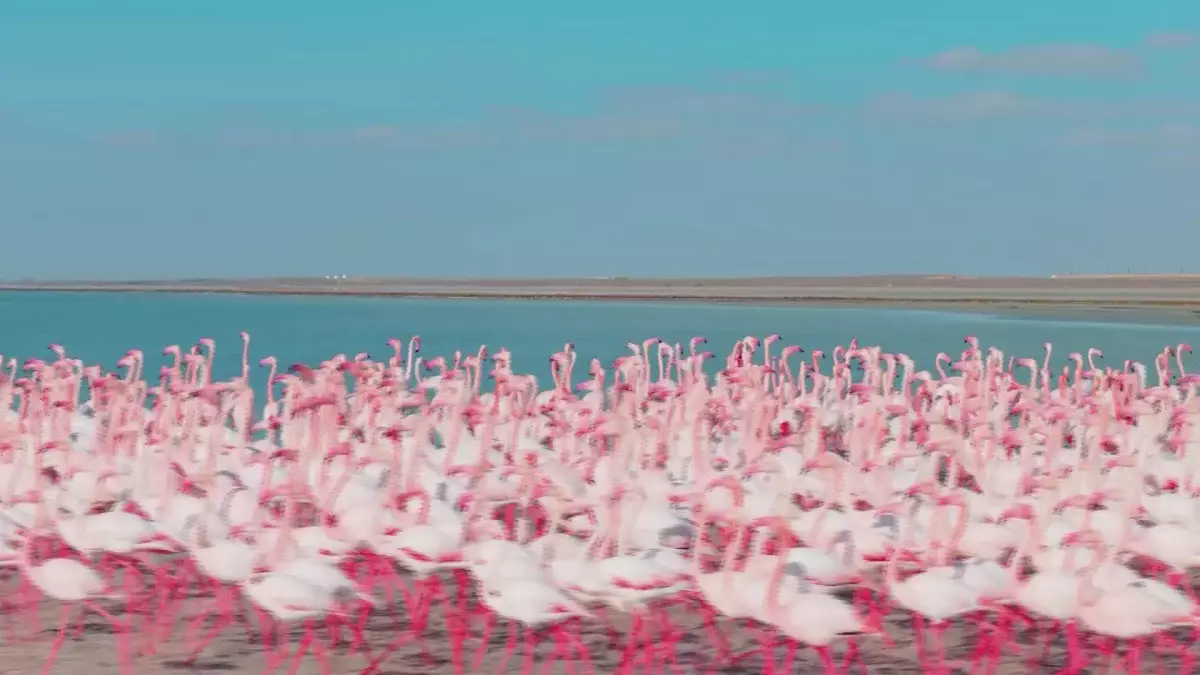 Маңғыстаудағы Қаракөлге қоқиқаздар ұшып келді