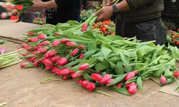 Из Свердловской области в Казахстан отправили более 10 тысяч тюльпанов.