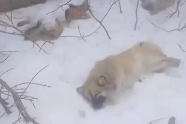 Ақтөбе иттердің өлекселері табылды