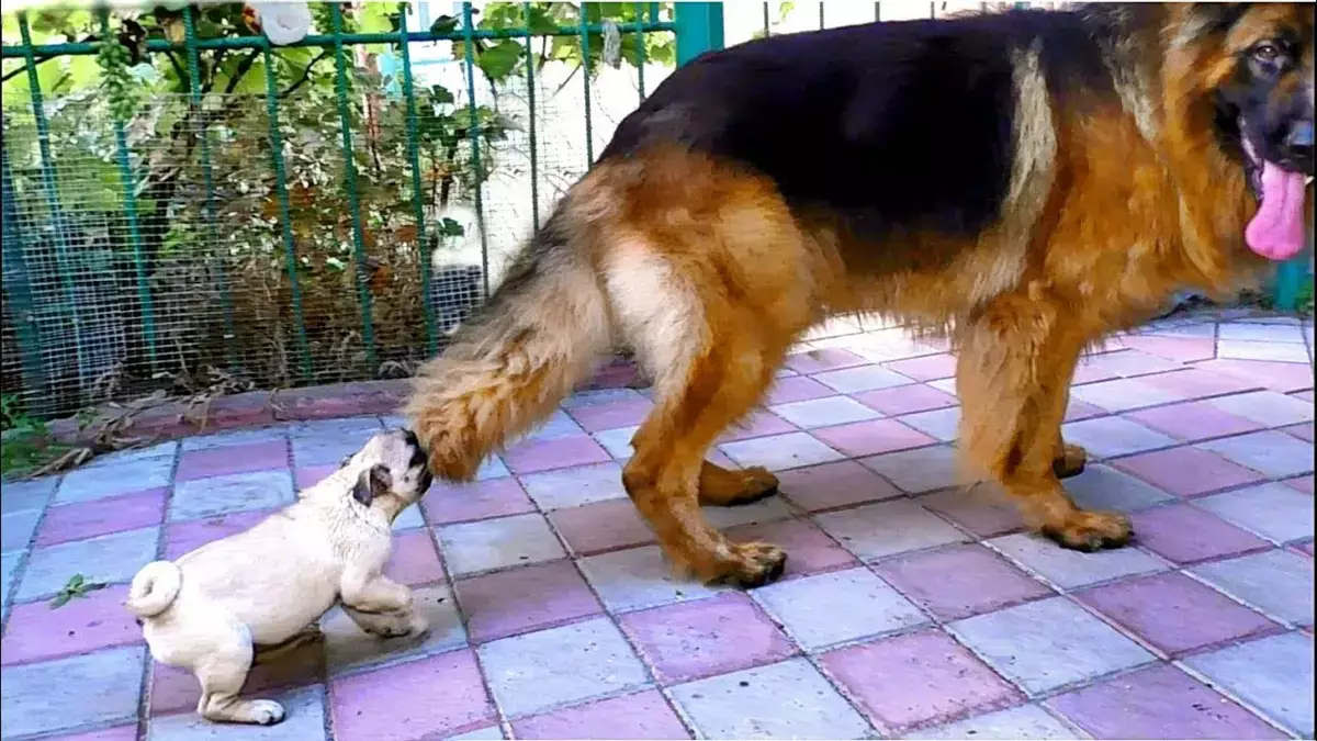 Какие породы собак кусают людей чаще всего - новости на Lada.kz 02.03.2026