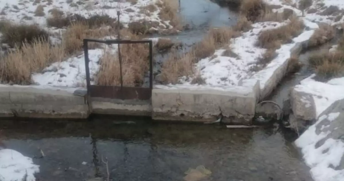   Қарасулықтар қара суға жарымай тұр   