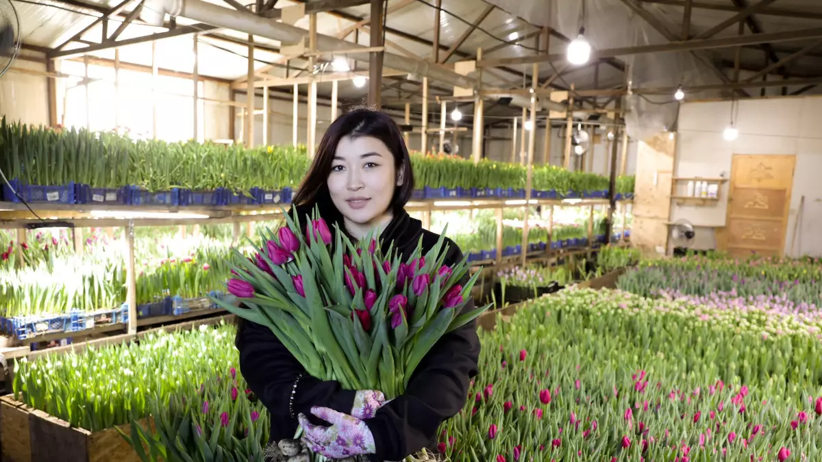 8 наурызға – 150 мың қызғалдақ: Қосшыдағы отбасылық бизнес рекорд жаңартты