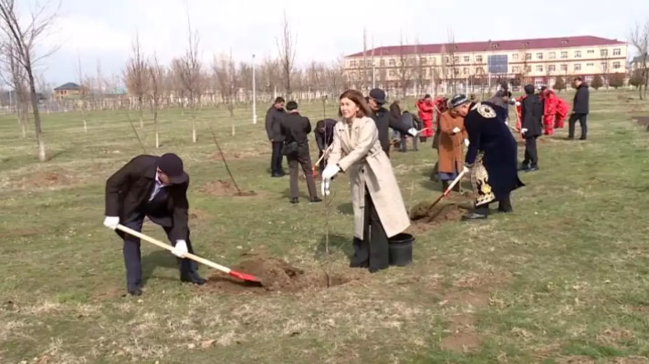 Тысячи саженцев дуба высадили жители Туркестанской области
