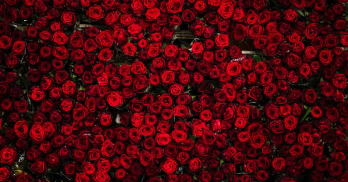  8 наурыз қарсаңында Қазақстанға қанша гүл әкелінеді? 