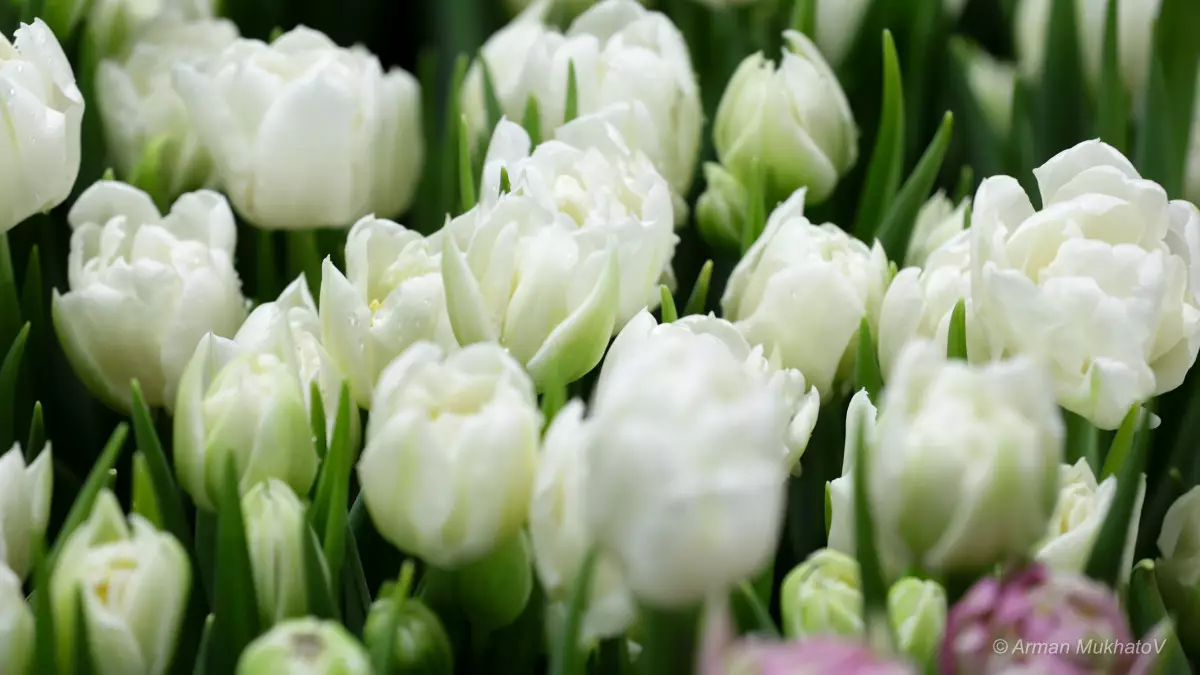 Қазақстан гүлді қайдан тасымалдайды?