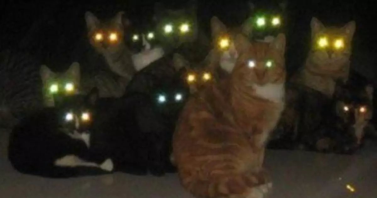  Мысықтың көзі қараңғыда неге жанады? 