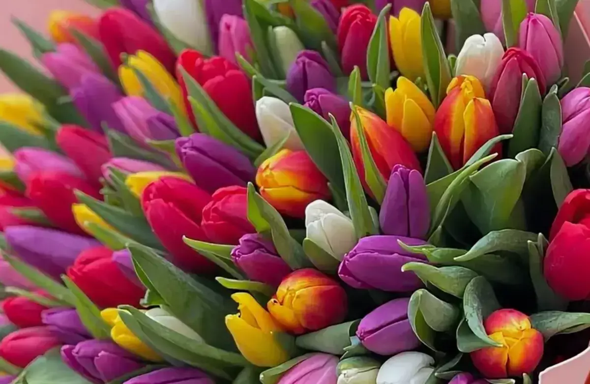 Мужчинам на заметку перед 8 Марта: что означает каждый цвет тюльпана на языке любви - новости на Lada.kz 03.03.2026