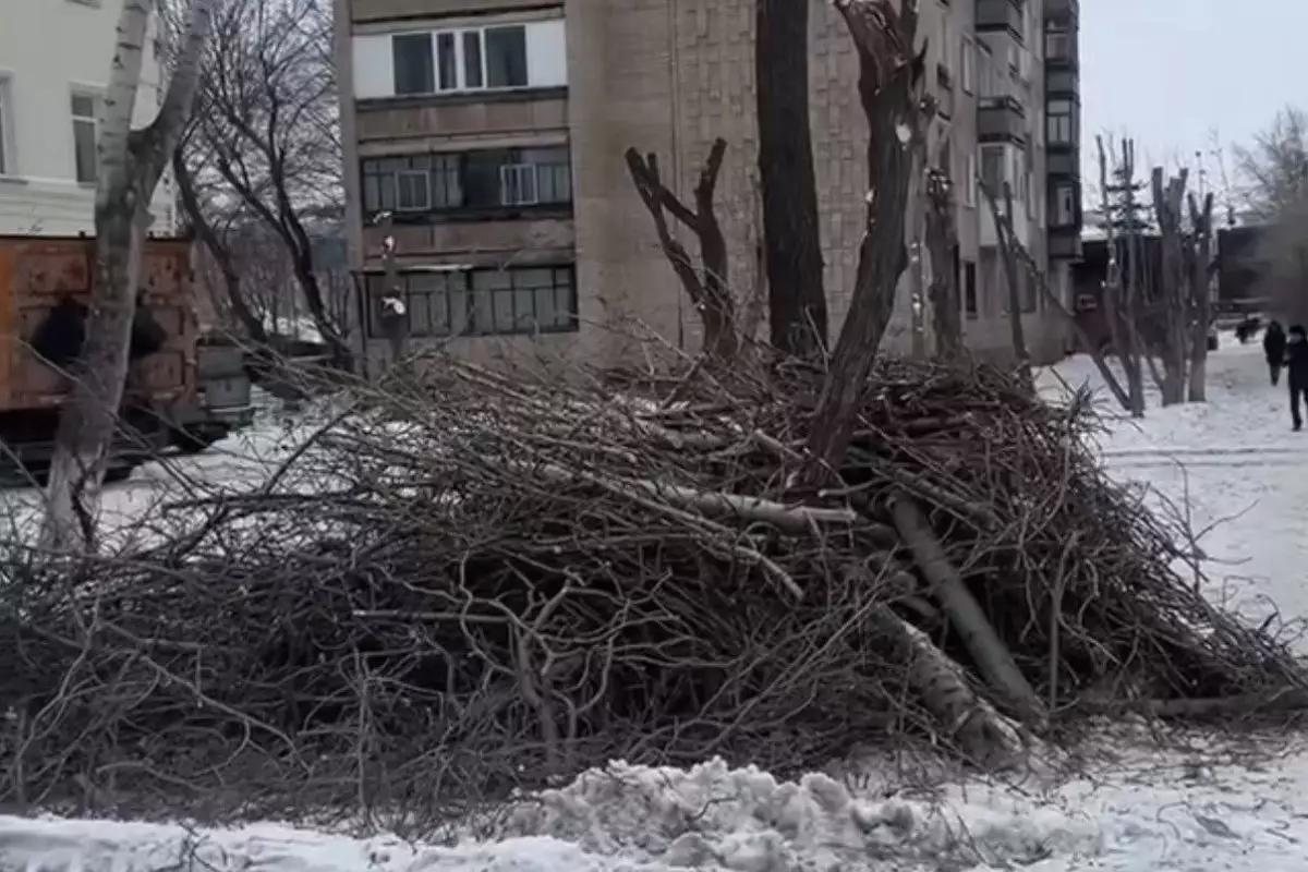 Көкшетауда ағаштарды отап тастаған: әкімдік тағы да жасыл желекті құрбан етті ме?