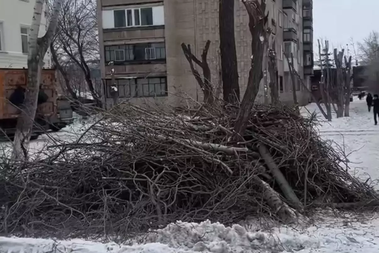 Көкшетауда ағаштарды жаппай кесіп жатыр: әкімдік тағы да жасыл желекті құрбан етті ме?