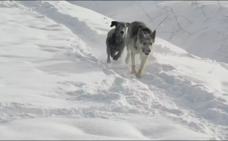 Бродячие собаки загрызли 17 овец в Акмолинской области