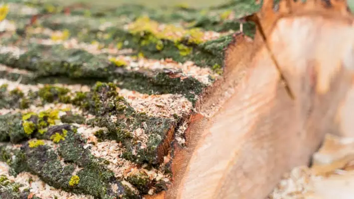 В центре Ташкента вырубят часть деревьев из-за аварийного состояния